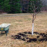 Tree Fertilizing