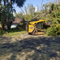 extra-large-ficus-tree-removal