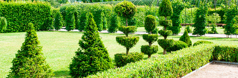 : JNE Tree Services: Get the Perfect Shape with our Tree Trimming