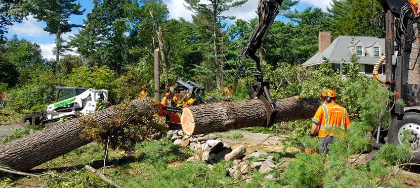 JNE Tree Services Tree Removal in Houston TX