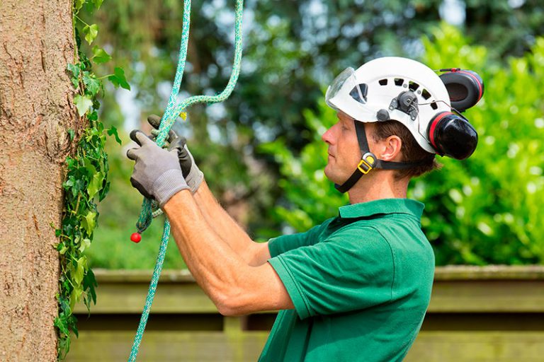 Tree Care and Tree Services Learn All About It Reading Our Blog