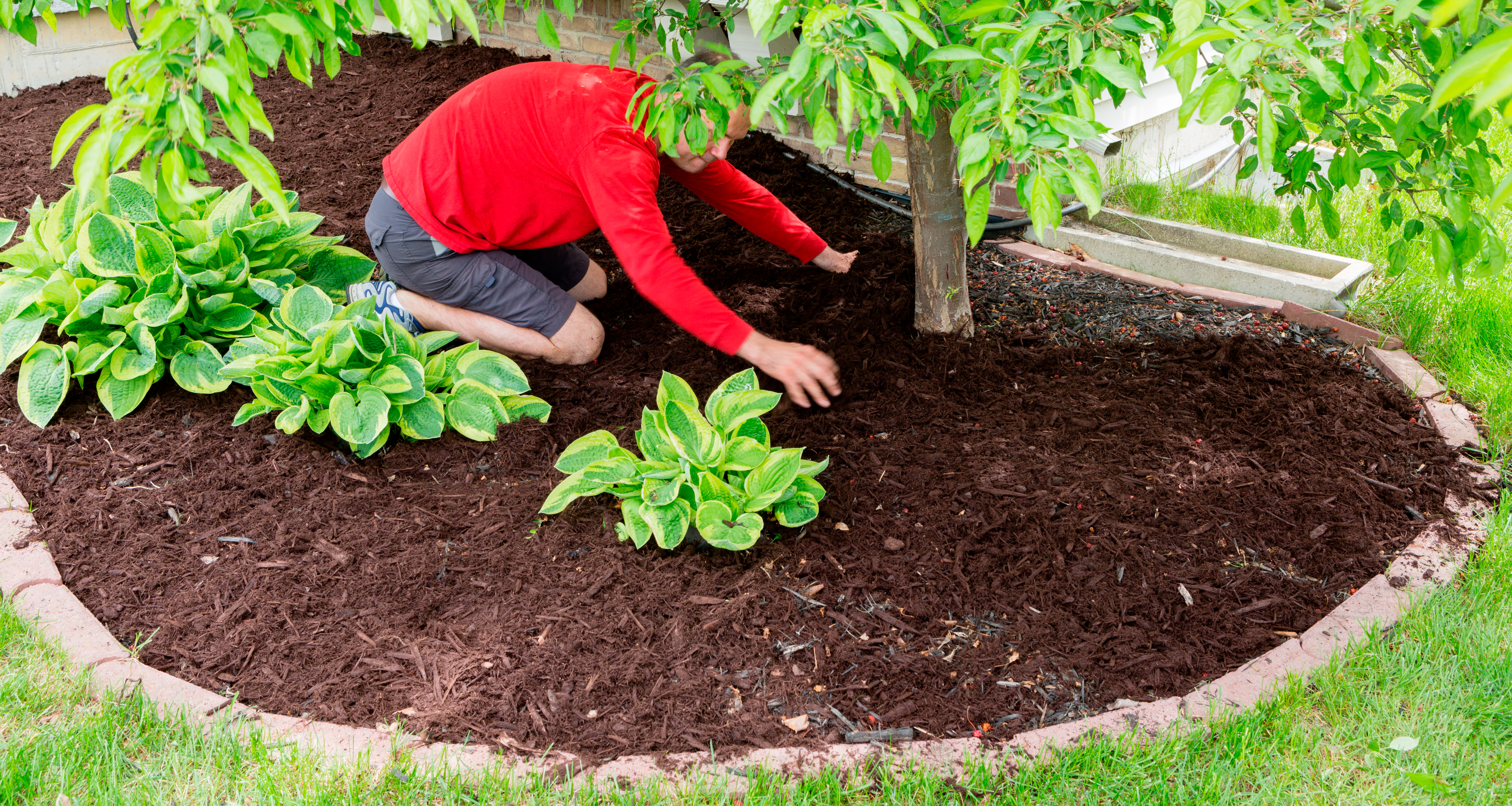Mulching Looks Great and Keeps Your Tree Healthy