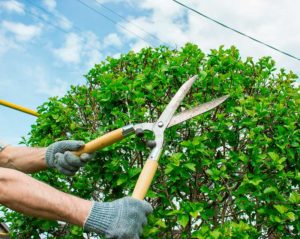 Pruning Bushes in Late Winter— JNE Tree Services