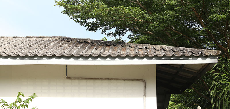 Almond Tree Branches Hovering Over House Roof