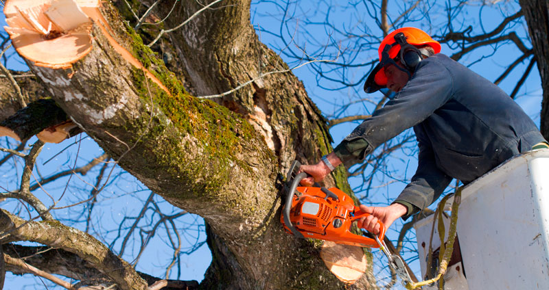 Arborist with Chainsaw Cuts Big Tree Branch and Trims the Rest