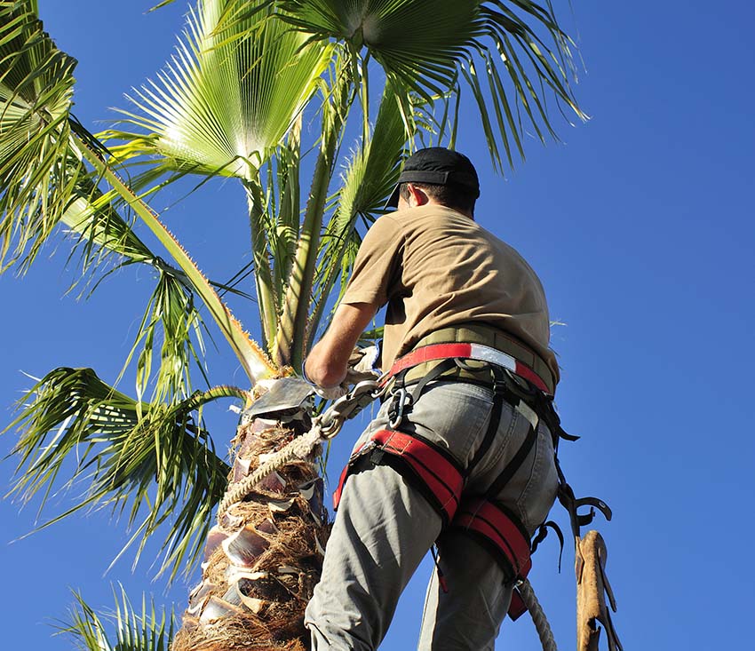 Arborist Cutting Palm Tree Fronds as Part of Trimming Services