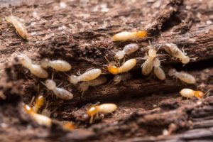 Termites Eating Your Tree Is by Far One of the Strongest Reasons to Remove It